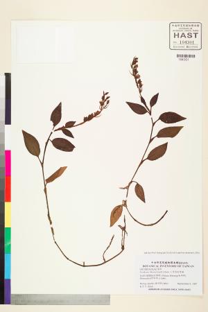 <a href="https://brmas.openmuseum.tw/muse/digi_object/95586349b8b71269df5eb1daef945278" target="_blank">厚唇斑葉蘭／中央研究院生物多樣性研究博物館植物標本館 (HAST)</a>