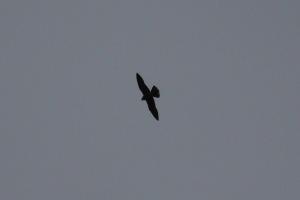 <a href="https://taieol.tw/muse/digi_object/57f94dec00ee67442833db5c488ea507" target="_blank">遊隼／By：pseudoshuigeeee／iNaturalist</a>