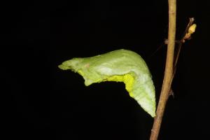 20091004_347289_Papilio helenus fortunius_p.jpg