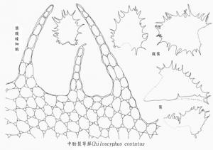 <a href="https://taieol.tw/muse/digi_object/19a140fe35854ab239358c7d54de0da3" target="_blank">中肋裂萼蘚／By：臺灣蘚類植物彩色圖鑑／農業部林業及自然保育署</a>