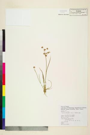 <a href="https://brmas.openmuseum.tw/muse/digi_object/95d2f3a12b7ad9fdc097c77e3eedf17e" target="_blank">錢蒲／中央研究院生物多樣性研究博物館植物標本館 (HAST)</a>