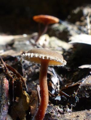 Lactarius gracilis(纖細乳菇)