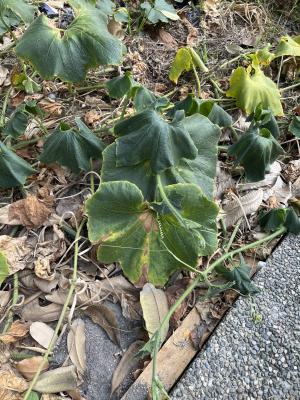 <a href="https://taieol.tw/muse/digi_object/f05755a6153d5db304ce6aaa1a1d3eb2" target="_blank">中國南瓜／By：leechencher／iNaturalist</a>