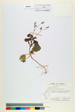 <a href="https://brmas.openmuseum.tw/muse/digi_object/95fc37245bc5ead5f98b5ea102a64be3" target="_blank">一點紅／中央研究院生物多樣性研究博物館植物標本館 (HAST)</a>