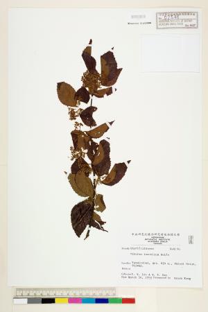<a href="https://brmas.openmuseum.tw/muse/digi_object/960bca33eff467bc2aaaa917bc99dfe6" target="_blank">呂宋莢蒾／中央研究院生物多樣性研究博物館植物標本館 (HAST)</a>