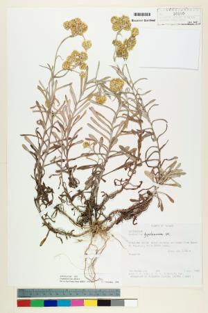 <a href="https://brmas.openmuseum.tw/muse/digi_object/960dc947aadd1357e30e20e573c7b69a" target="_blank">絲綿草／中央研究院生物多樣性研究博物館植物標本館 (HAST)</a>
