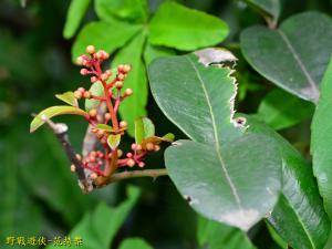 <a href="https://taieol.tw/muse/digi_object/019ee1157f092aab7a2ffe6d1a9f8dd3" target="_blank">雙面刺／By：kinmatsu／iNaturalist</a>