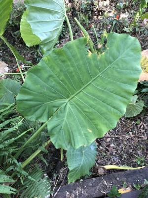 <a href="https://taieol.tw/muse/digi_object/bdc14ba9c48842b62e1dcdfec51fbe23" target="_blank">姑婆芋／By：minami0408／iNaturalist</a>