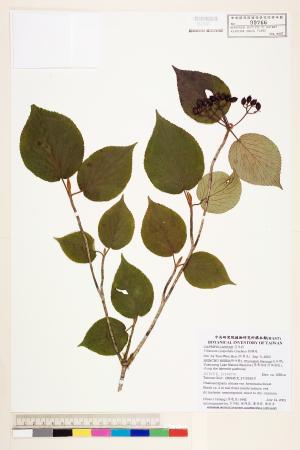 <a href="https://brmas.openmuseum.tw/muse/digi_object/961a7afff5478f2969b6797d58f0a4c6" target="_blank">假繡球／中央研究院生物多樣性研究博物館植物標本館 (HAST)</a>