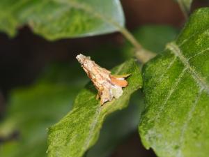 <a href="https://taieol.tw/muse/digi_object/2dc5f31f0aead63aa0e221f24e4a9ac5" target="_blank">Striglocyrbasia meguae／By：max822／iNaturalist</a>