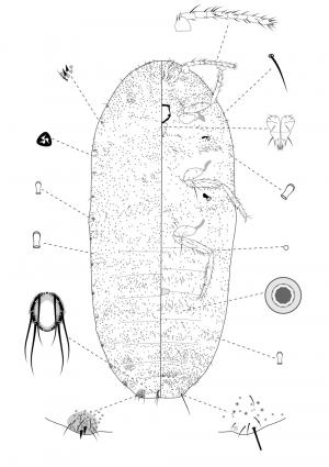 Dysmicoccus shintenensis (Takahashi, 1934)