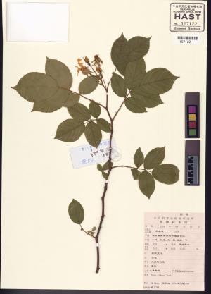 <a href="https://brmas.openmuseum.tw/muse/digi_object/963d0efb87b940ddf0ef114542752442" target="_blank">小果薔薇／中央研究院生物多樣性研究博物館植物標本館 (HAST)</a>