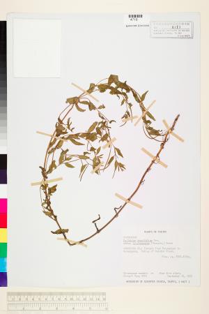 <a href="https://brmas.openmuseum.tw/muse/digi_object/964ff6ad9163605986d309c7db4e1ea3" target="_blank">短葉柳葉菜／中央研究院生物多樣性研究博物館植物標本館 (HAST)</a>
