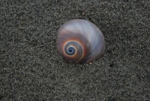<a href="https://taieol.tw/muse/digi_object/0ed22f9d6ac4ea8f87778d59fdbfac2d" target="_blank">大玉螺／By：tern911／iNaturalist</a>