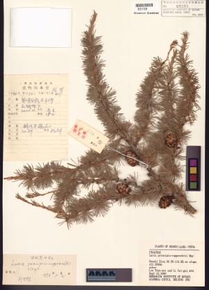 <a href="https://brmas.openmuseum.tw/muse/digi_object/9670cc6c3950cf2fe8d3f9f83671c2fb" target="_blank">落葉松屬／中央研究院生物多樣性研究博物館植物標本館 (HAST)</a>