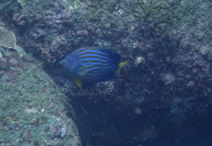<a href="https://taieol.tw/muse/digi_object/eeba4b1eac424104bfcbc3bc7273e5ba" target="_blank">藍帶荷包魚／By：pchi45／iNaturalist</a>