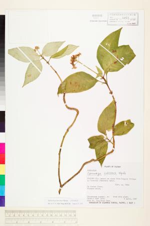 <a href="https://brmas.openmuseum.tw/muse/digi_object/967c1be8fd936f1603dc01a960283e9c" target="_blank">小花蛇根草／中央研究院生物多樣性研究博物館植物標本館 (HAST)</a>