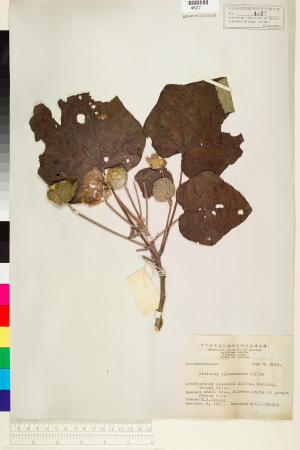 <a href="https://brmas.openmuseum.tw/muse/digi_object/968d9ebd9962082b994df9bca679529d" target="_blank">山芙蓉／中央研究院生物多樣性研究博物館植物標本館 (HAST)</a>