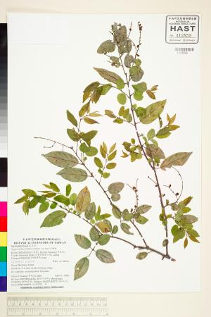 <a href="https://brmas.openmuseum.tw/muse/digi_object/96b3a41a5cd249f6255a4e2444eae31a" target="_blank">雀梅藤／中央研究院生物多樣性研究博物館植物標本館 (HAST)</a>