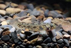 <a href="https://fishdb.sinica.edu.tw/muse/digi_object/c6ef0686d9ea828da964cc4cc625c0b1" target="_blank">Pseudogobius javanicus@fishdb-media-9940／廖振亨</a>