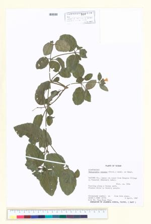<a href="https://brmas.openmuseum.tw/muse/digi_object/96c19c1977ebe27546d03af4936d44cc" target="_blank">半插花屬／中央研究院生物多樣性研究博物館植物標本館 (HAST)</a>