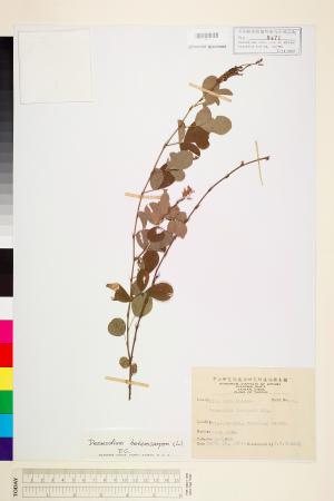 <a href="https://brmas.openmuseum.tw/muse/digi_object/96c24fd0df73f8288f7ad1ca41d013ba" target="_blank">假地豆／中央研究院生物多樣性研究博物館植物標本館 (HAST)</a>