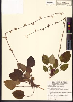 <a href="https://brmas.openmuseum.tw/muse/digi_object/96d7660453267c9e871dc1d30c6e36f1" target="_blank">鬼督郵屬／中央研究院生物多樣性研究博物館植物標本館 (HAST)</a>