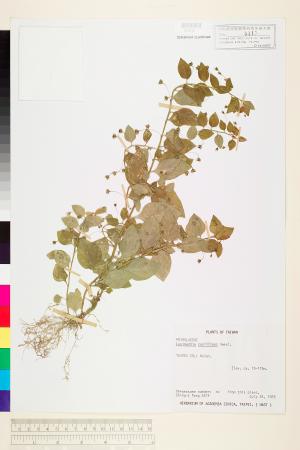 <a href="https://brmas.openmuseum.tw/muse/digi_object/9707741a30c20582f04bb9bd4bc2c212" target="_blank">排香草／中央研究院生物多樣性研究博物館植物標本館 (HAST)</a>