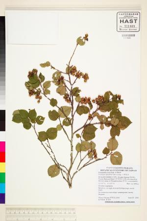 <a href="https://brmas.openmuseum.tw/muse/digi_object/9707ab78cf424a99020ac363ede55df6" target="_blank">小葉瑞木／中央研究院生物多樣性研究博物館植物標本館 (HAST)</a>