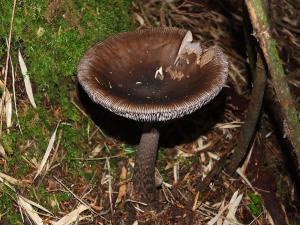 Amanita liquii(李逵鵝膏)