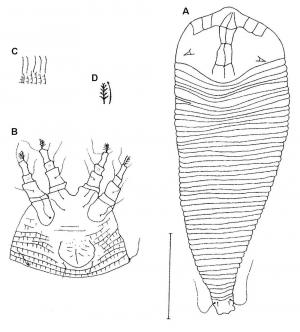 Colopodacus palaquius Huang, 2001