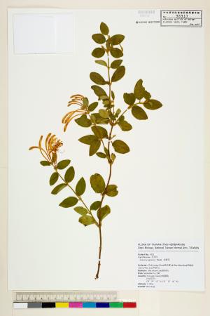 <a href="https://brmas.openmuseum.tw/muse/digi_object/972d937f784ab34503328f616afcaa8e" target="_blank">忍冬(金銀花)／中央研究院生物多樣性研究博物館植物標本館 (HAST)</a>