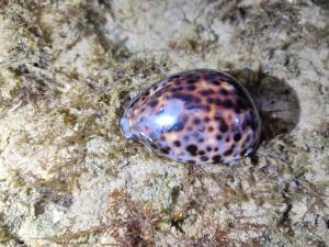 <a href="https://taieol.tw/muse/digi_object/3ebdcee38013a52e53adfe52bce25209" target="_blank">黑星寶螺／By：manis1／iNaturalist</a>