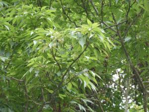 <a href="https://taieol.tw/muse/digi_object/32f3ecdaf9c0f265c85707592db6c366" target="_blank">臺灣梣／By：roseliu／iNaturalist</a>