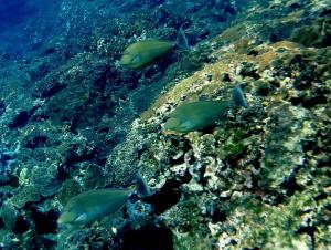 <a href="https://taieol.tw/muse/digi_object/63934d2f1d705dee2740b25270af0f6e" target="_blank">單角鼻魚／By：langzi／iNaturalist</a>