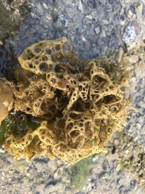 <a href="https://taieol.tw/muse/digi_object/74cfd65e9cae7fc25ceaf9a07f7adcd2" target="_blank">網胰藻／By：wangjenru／iNaturalist</a>