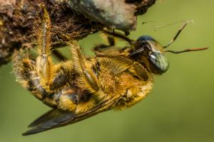 Xylocopa collaris_002.jpg