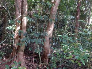 <a href="https://taieol.tw/muse/digi_object/9893293c9a06034f4ca09bfaa5855235" target="_blank">鐵色／By：deerjacksonhu／iNaturalist</a>