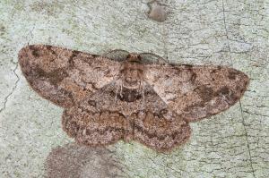 121008 宜蘭 福山植物園 016 黑齒紋灰褐尺蛾 Hypomecis roboraria amplaria (Wileman, 1911)_Male_800ori