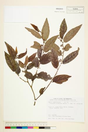 <a href="https://brmas.openmuseum.tw/muse/digi_object/9779076c07b4471f77a9576358abafcc" target="_blank">錫蘭饅頭果／中央研究院生物多樣性研究博物館植物標本館 (HAST)</a>