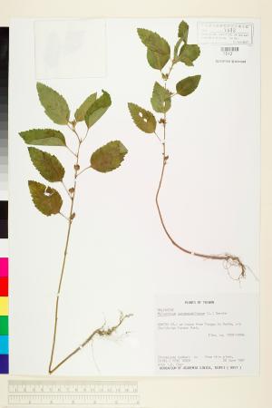 <a href="https://brmas.openmuseum.tw/muse/digi_object/9779ca66aa53f187d2060bcf577a9e53" target="_blank">賽葵／中央研究院生物多樣性研究博物館植物標本館 (HAST)</a>