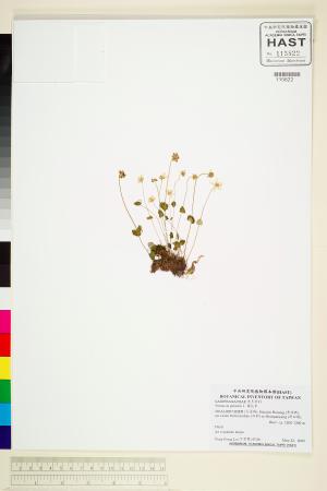 <a href="https://brmas.openmuseum.tw/muse/digi_object/977b03026ce070bdd8216c2b0e8056a4" target="_blank">梅花草／中央研究院生物多樣性研究博物館植物標本館 (HAST)</a>