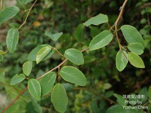 <a href="https://taieol.tw/muse/digi_object/6e9ed1ca5f01b59451731b93ca988b71" target="_blank">臺灣黃鱔藤／By：cyst007／iNaturalist</a>