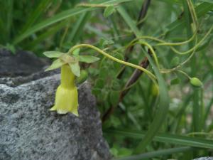 <a href="https://taieol.tw/muse/digi_object/21e33245a1c9e7c0f2c7a6f64851c83c" target="_blank">玉山山奶草／By：shuduan／iNaturalist</a>