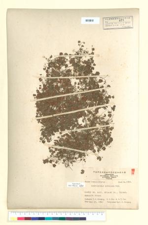 <a href="https://brmas.openmuseum.tw/muse/digi_object/978c62f2f317e60bfb691dadb4d04fc2" target="_blank">阿里山天胡荽／中央研究院生物多樣性研究博物館植物標本館 (HAST)</a>