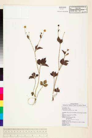 <a href="https://brmas.openmuseum.tw/muse/digi_object/97ba3a36ceadda3f2616e1f7d2e859e4" target="_blank">禺毛茛(水辣菜)／中央研究院生物多樣性研究博物館植物標本館 (HAST)</a>