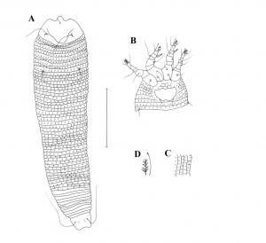 Trisetacus taiwanensis Huang, 2001