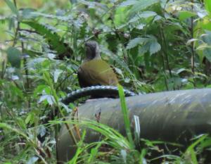 <a href="https://taieol.tw/muse/digi_object/abe0eb8bd74d34f276d1c007b771ae5a" target="_blank">綠啄木／By：benny-lin／iNaturalist</a>