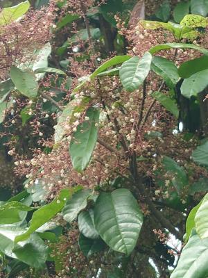 <a href="https://taieol.tw/muse/digi_object/4cd4fcdc9c3e8ed3230b3c4451f36048" target="_blank">蘋婆／By：puli0127／iNaturalist</a>
