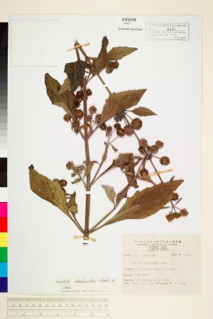<a href="https://brmas.openmuseum.tw/muse/digi_object/97f9612b3e5f4c4d90a0f14e9d78c49a" target="_blank">頭花香苦草(白冇骨消)／中央研究院生物多樣性研究博物館植物標本館 (HAST)</a>